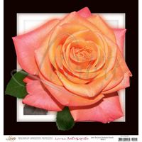 Papel para Arte Francesa Quadrada 30,7 x 30,7cm Afqg025 - rosa i